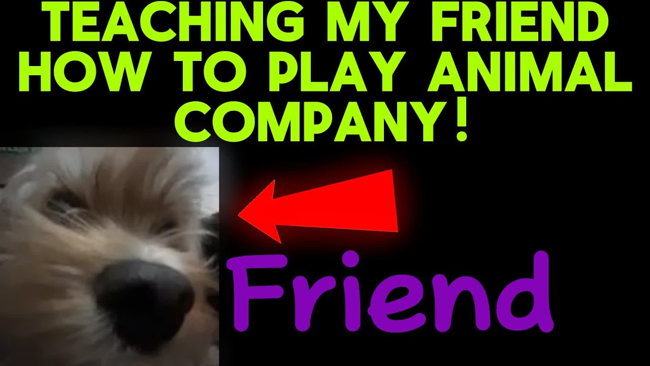 teaching-souless012-how-to-play-animal-company-youtube