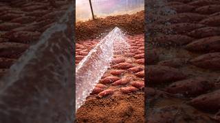 What Happens When You Plant Sweet Potatoes Like This? By Shiksha Square