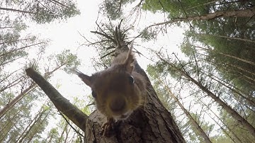 Up tree view of Red Squirrel gopro