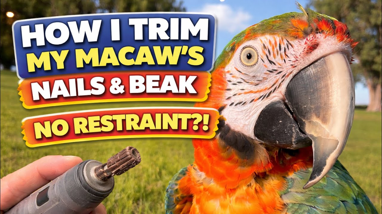How I Trim My Macaw’s Nails & Beak (NO Restraint) - YouTube