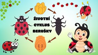 🐞 Životní cyklus BERUŠKY ✨ Zábavné vzdělávací video pro děti o beruškách 🐞 Zvířátka pro děti