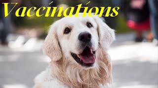 Vaccinations For Pets? by Giggling Paws and Pets 5 views 2 years ago 2 minutes, 35 seconds