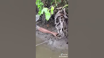 Bắt 3 khía - Ghẹ || Cà Mau