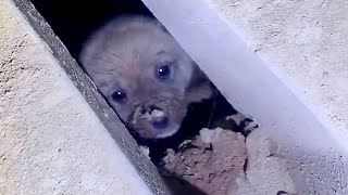 10 at night, the man heard a cry coming from the sewer, a puppy fell inside and call help for people