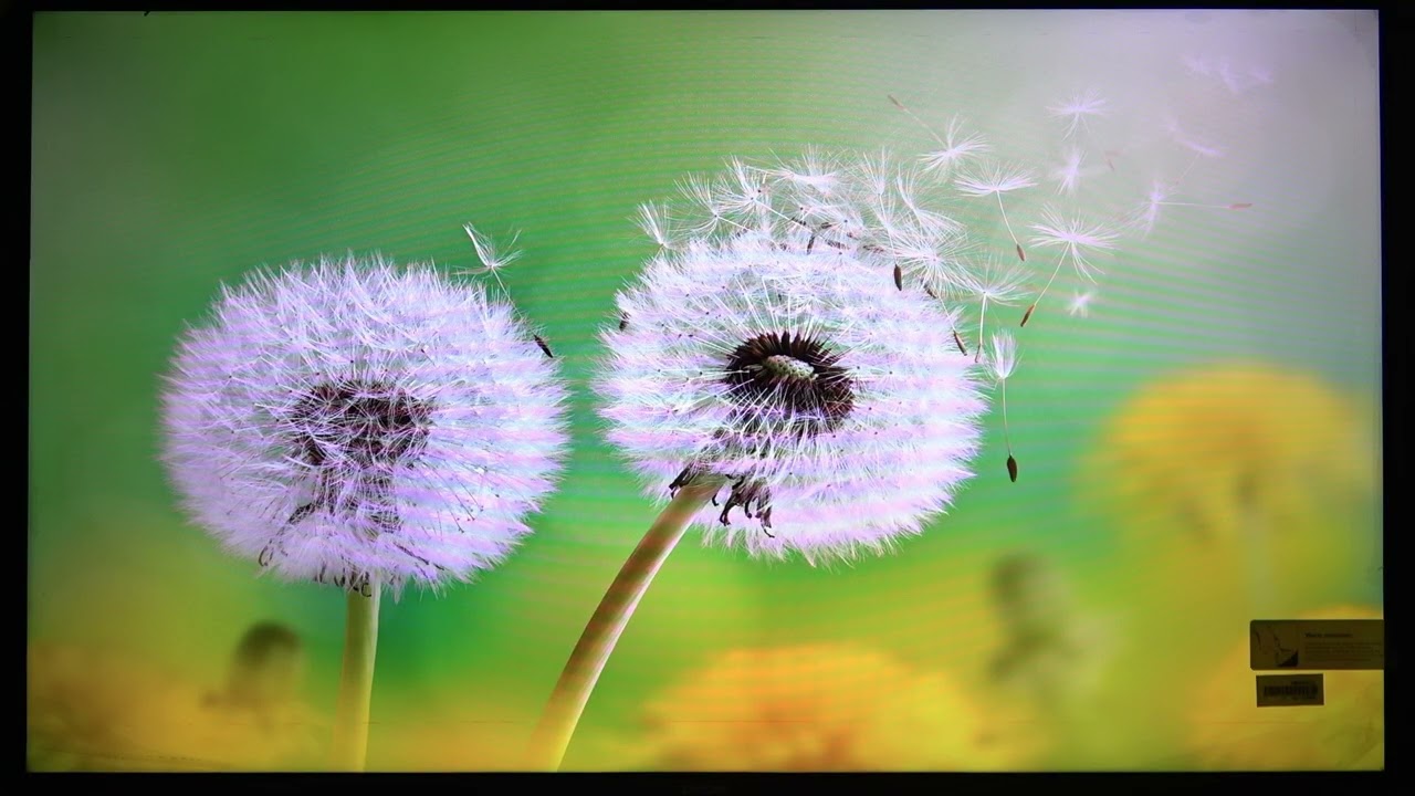 DYON Movie Smart TV – Как включить и выключить режим магазина