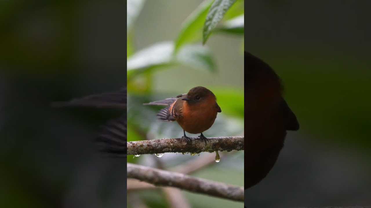 Take a birding day tour from our amazing choco toucan reserve & bird Lodge in Ecuador.