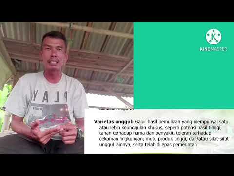 Video: Apa yang dimaksud dengan Varietas?