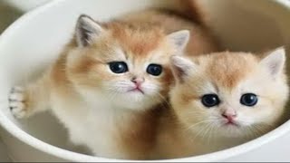 Funny fluffies / Funny moments with animals 2024 / #37