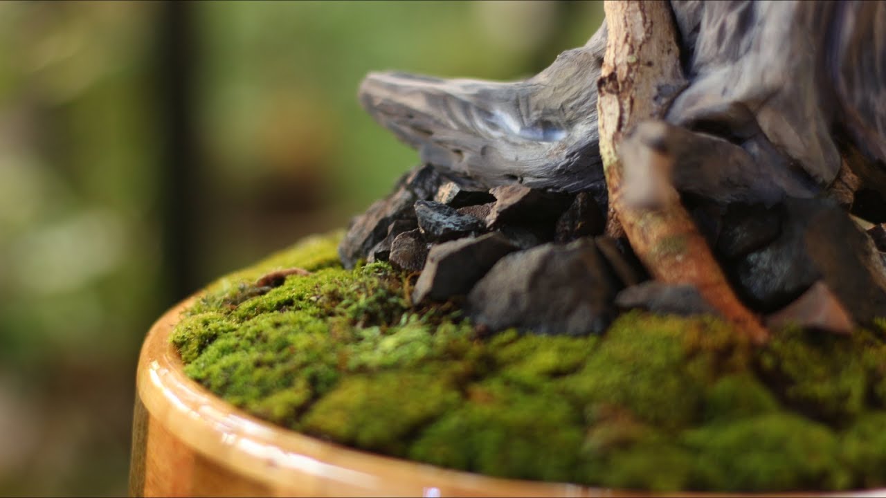 Donna - Acerola (Tanuki) vídeo 3