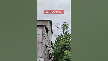 monyet bertahan hidup ketika hutan berubah menjadi gedung tinggi.. #shorts #shortvideo