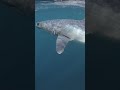 Jaws theme music scares people but this mako was only curious