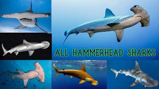 All Hammerhead shark Species/hammerhead shark species list/types of hammerhead shark