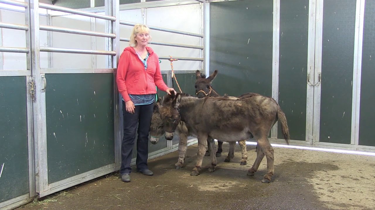 Donkey Training Donkey 102 Video On Demand - YouTube