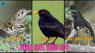 ✅Tiếng chim Hoét tổng hợp gọi bầy không tạp âm (Hoét đen   Hoét Bụng trắng   Sáo đất lớn) (P2)