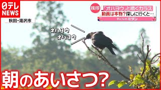 【人のマネ？】「オハヨウ」と鳴くカラス  探しに行くと…  秋田・湯沢市