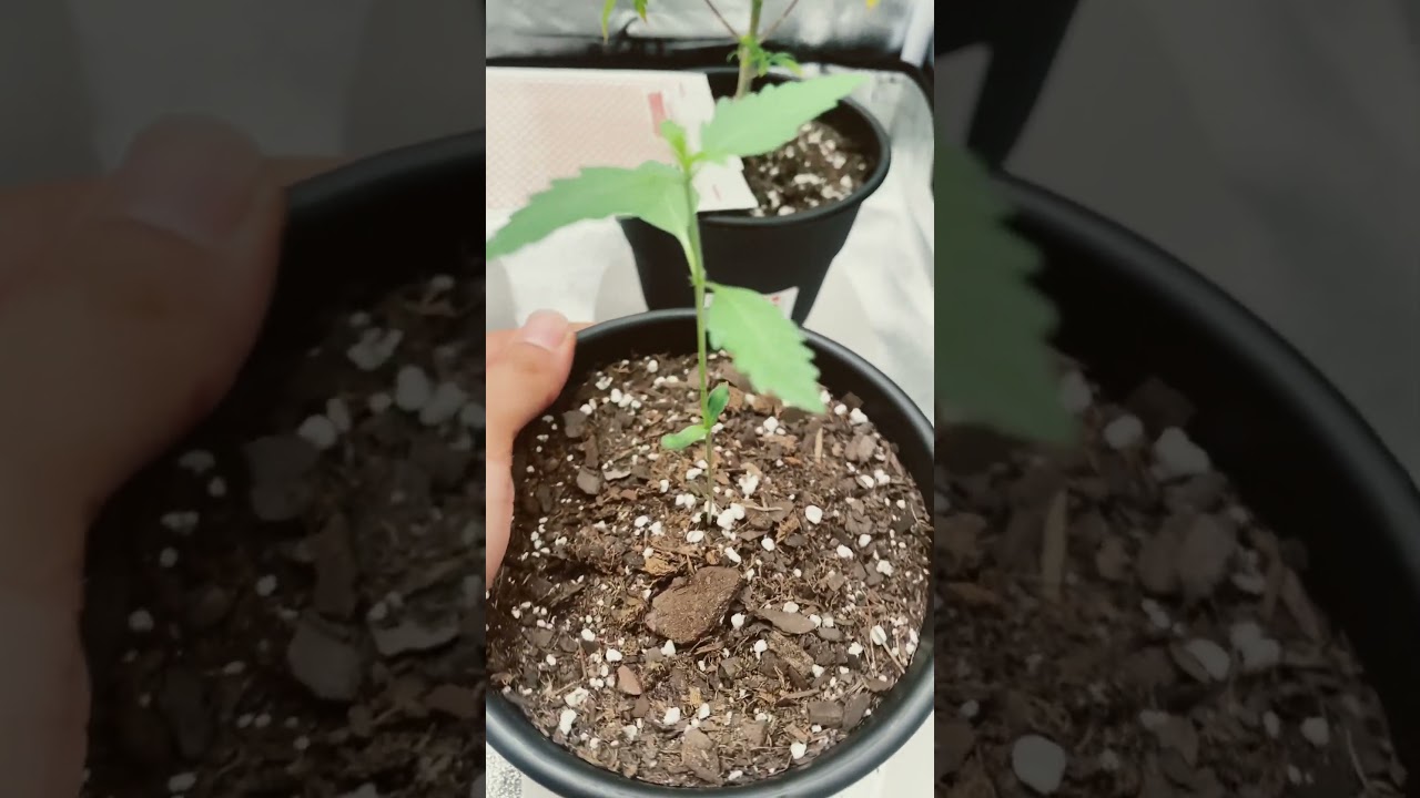 Gelato autoflower day#15