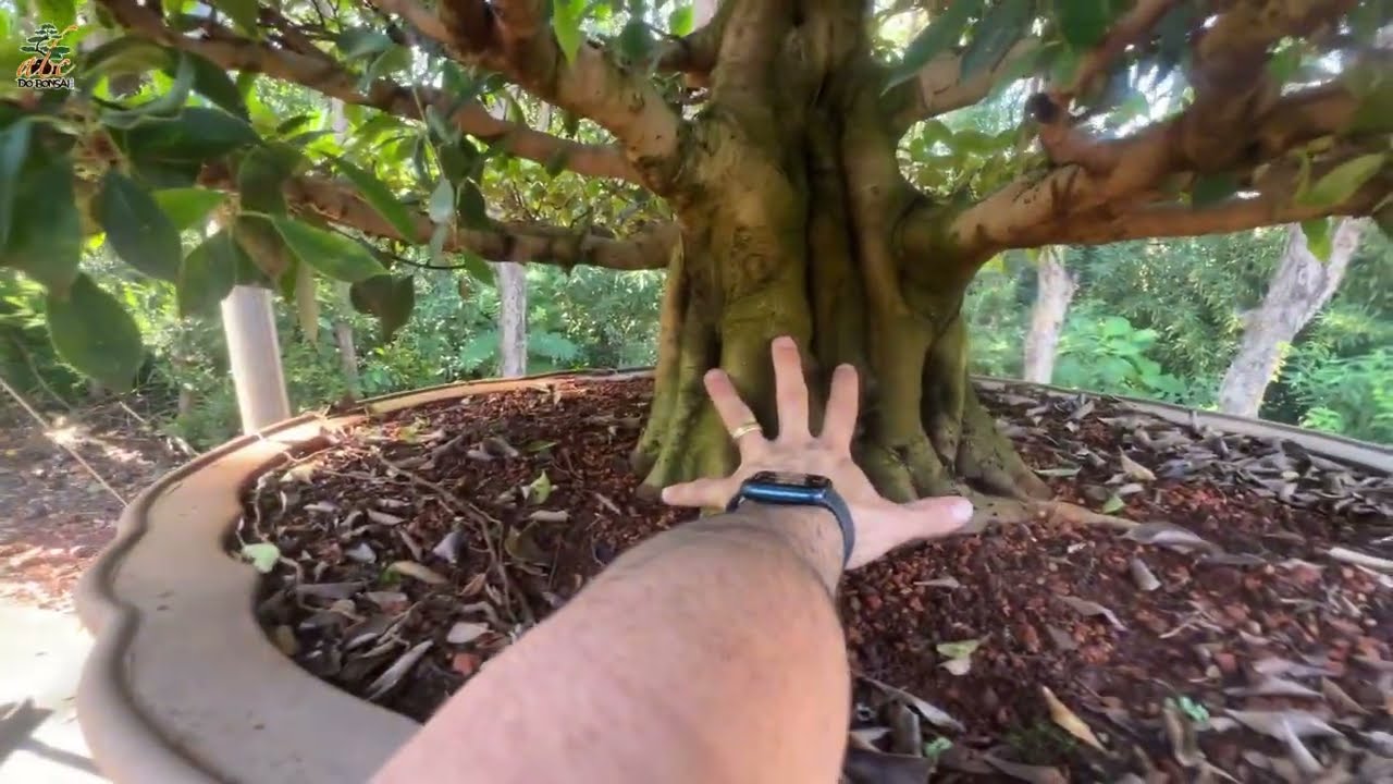 ABC DO BONSAI NA ESTRADA - VISITANDO A BONSAI CENTER ROMAGNOLE NO PARANÁ