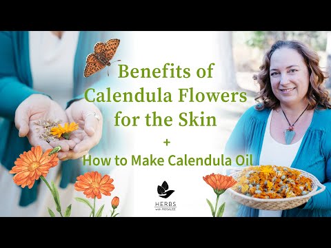 Video: Zelfgemaakte Calendula-olie - Tips voor het kweken van calendula voor olie