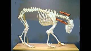 Puppy strangles, lick granulomas,and ...