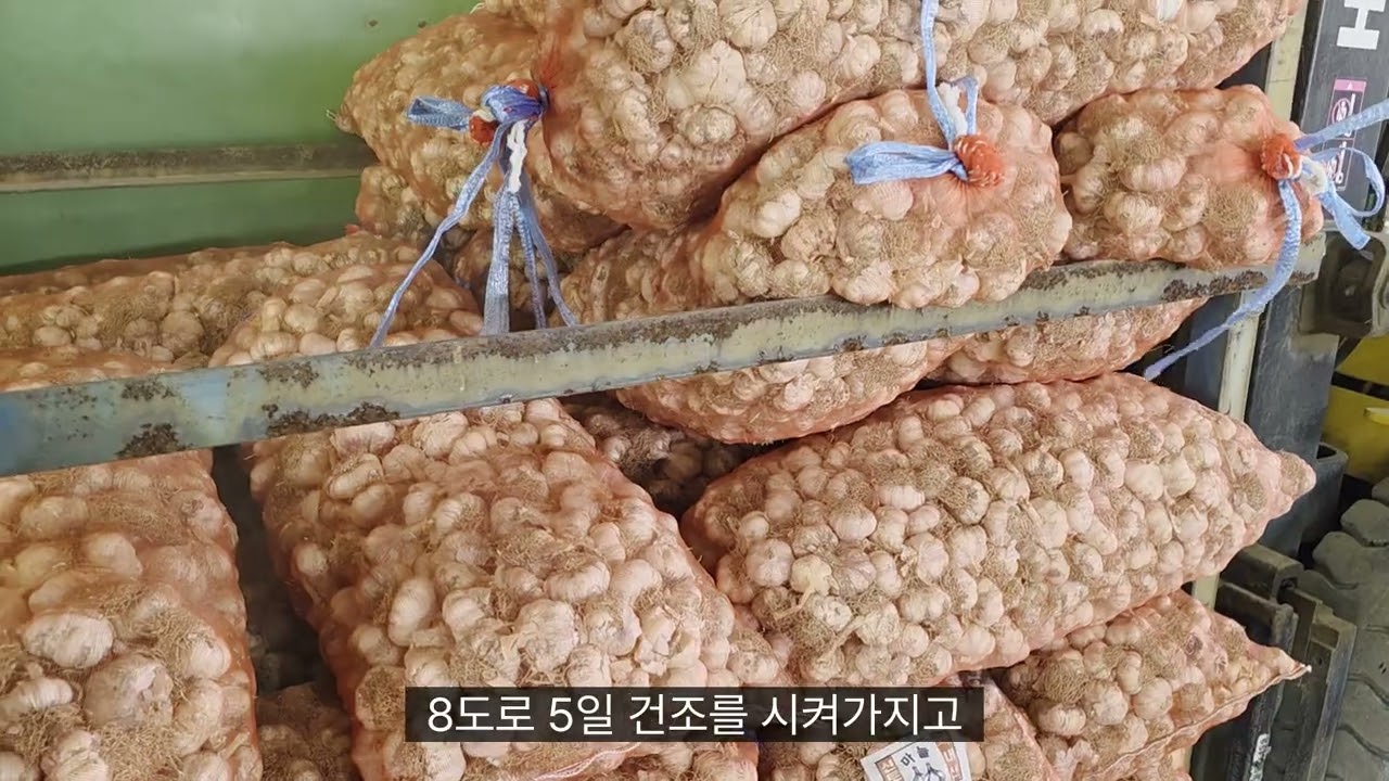 마늘 종구 작업 싸게 해 주는 농가