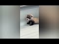 Pop goes the ferret, mama ferret jump scares baby