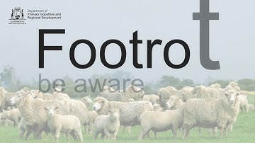 Footrot be aware | Department of Primary Industries and Regional Development