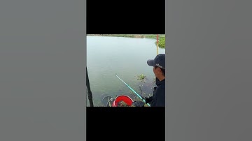 Câu cá rô phi đập đá đen | Câu cá tự nhiên | Fishing  #câucá #câucá #fishing #caucathugian #cauca