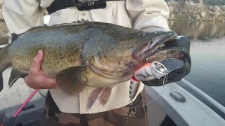 Murray Cod Explosion