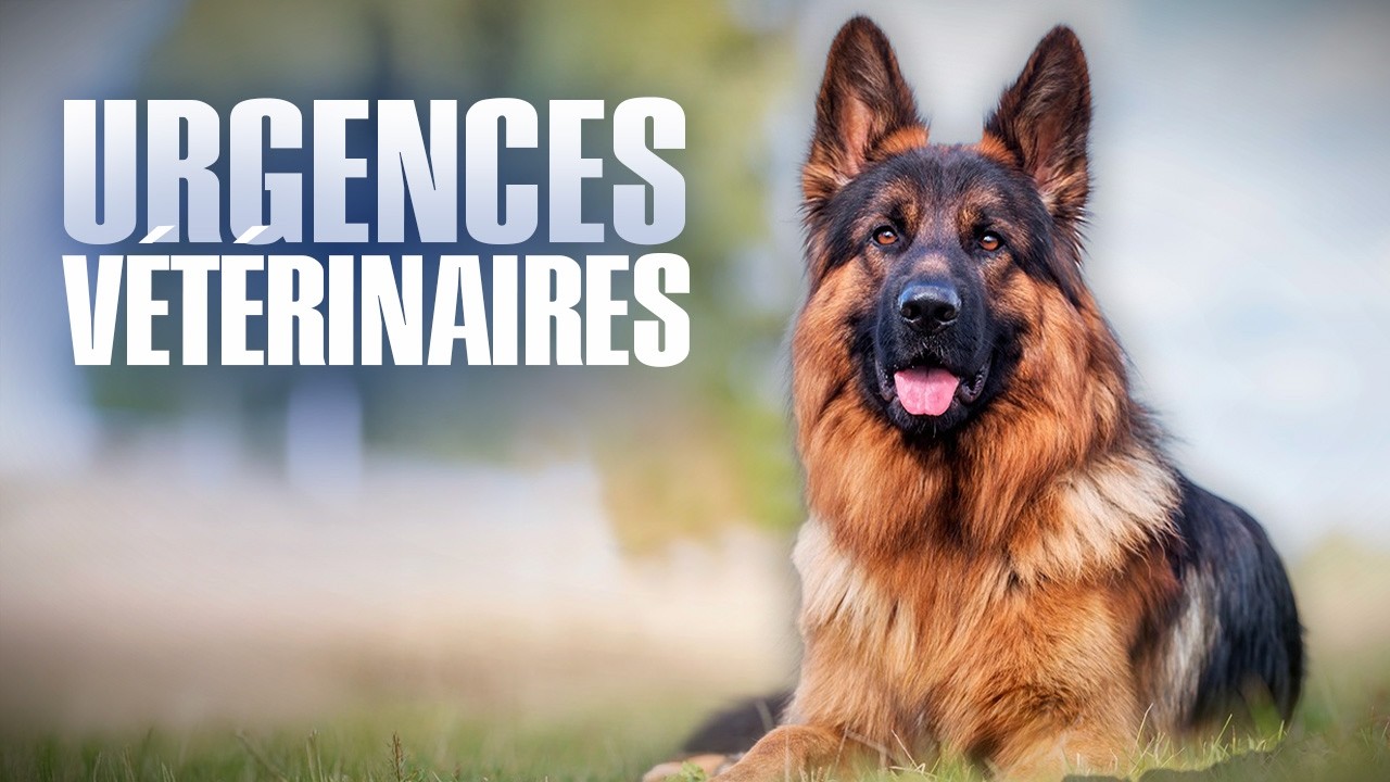Un berger Allemand est PARALYSÉ : Urgences Vétérinaires - Reportage Complet - BSF