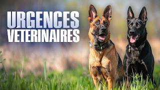 Un berger Allemand est PARALYSÉ : Urgences Vétérinaires - Reportage Complet - BSF