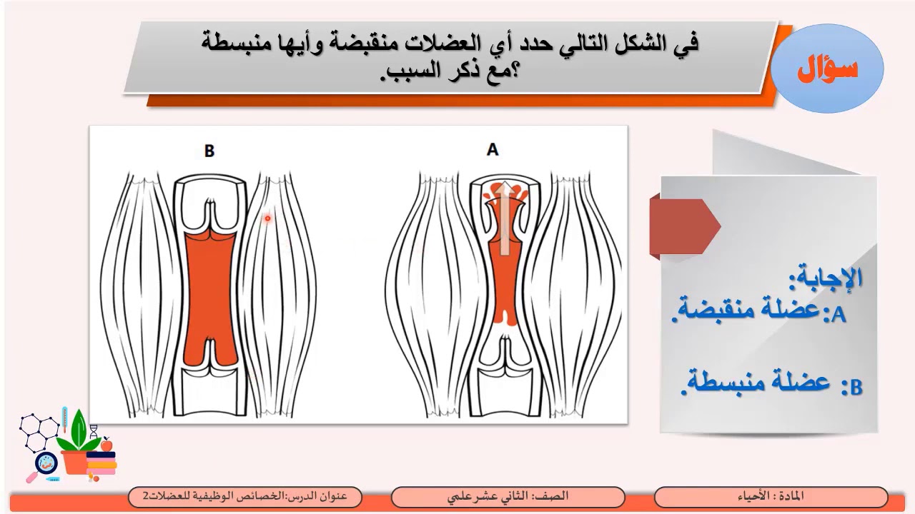 الصف الثاني عشر   المسار العلمي   الأحياء   الخصائص الوظيفية للعضلات 2  الآليةالجزيئية لانقباض العضل