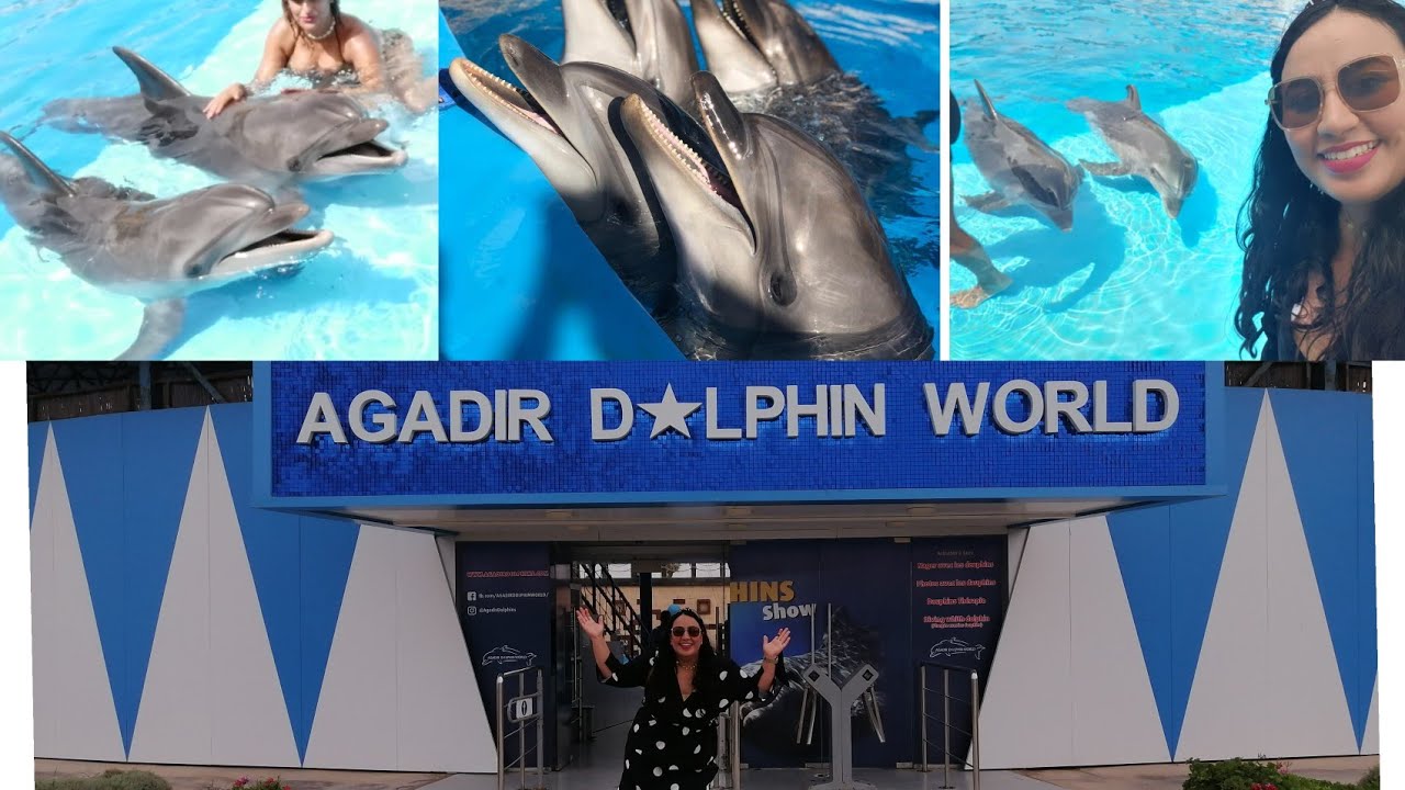 اروع عومة مع الدلافين زيارتي لعالم الدلافين والفقمة باكادير dolphin #agadir#