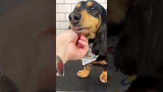 Throwback to this mini Doxie! #adorabledog #dogbreed #puppy #pooch #dogsofyoutube #dachshund