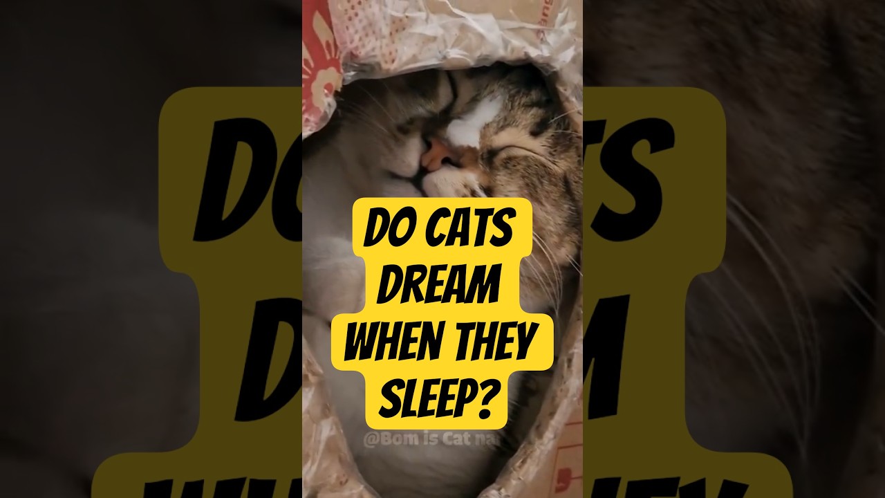 Do Cats Dream When They Sleep? 🐾💤 | Cat Sleep Secrets  