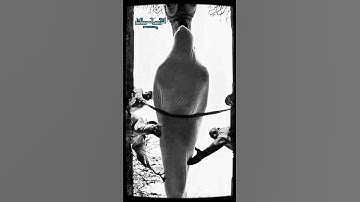 🥺كل من عليها فان 🥺 الشيخ محمود القزاز ❤️ #كل_من_عليها_فان😔 #القرآن_الكريم  #تلاوه_خاشعه_وراحه_نفسيه