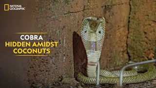 Cobra Hidden Amidst Coconuts | Snakes SOS: Goa’s Wildest | National Geographic