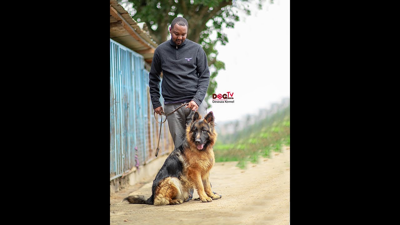 How Pedigree Dog breeding is a real deal and we love it.DESOUZA KENNEL