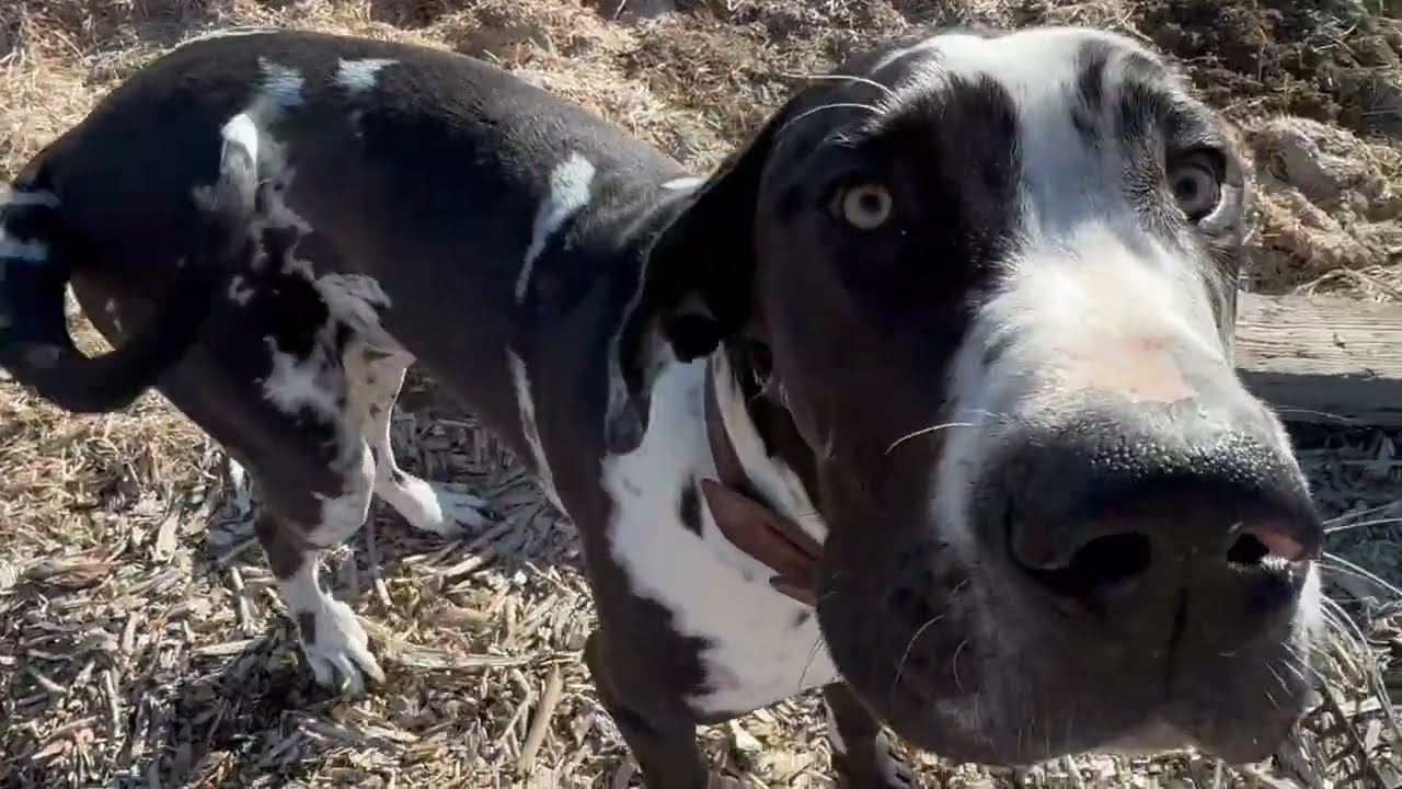 Garden view early spring 2024 before all the work & raised garden beds