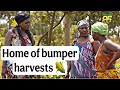 Kansiime And The Magic Garden SeedCo At 85yrs Homeofbumperharvests Kansiime And The Magic Garden SeedCo At 85yrs Homeofbumperharvests