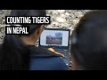 Counting tiger in nepal  wwfnepal
