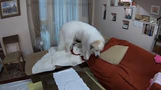 GoProを買いました greatpyrenees グレートピレニーズ