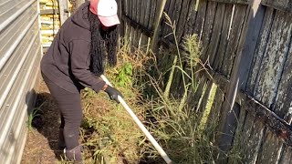 Before & After: Transforming My Overgrown Garden!