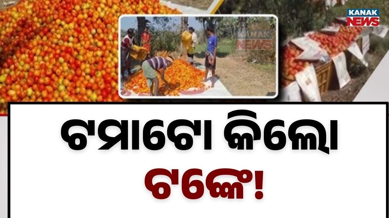ଟମାଟୋ କିଲୋ ଟଙ୍କେ! Odisha Tomato Farmers’ Tragedy: Selling Tomatoes at Just ₹1 Per Kg