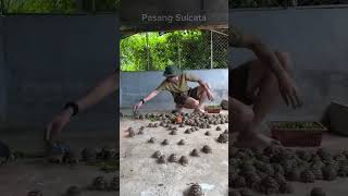 Lunchtime for turtles #shorts #reddit #nextfuckinglevel