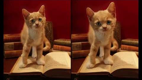 Using Paint.net bulge tool on kitten