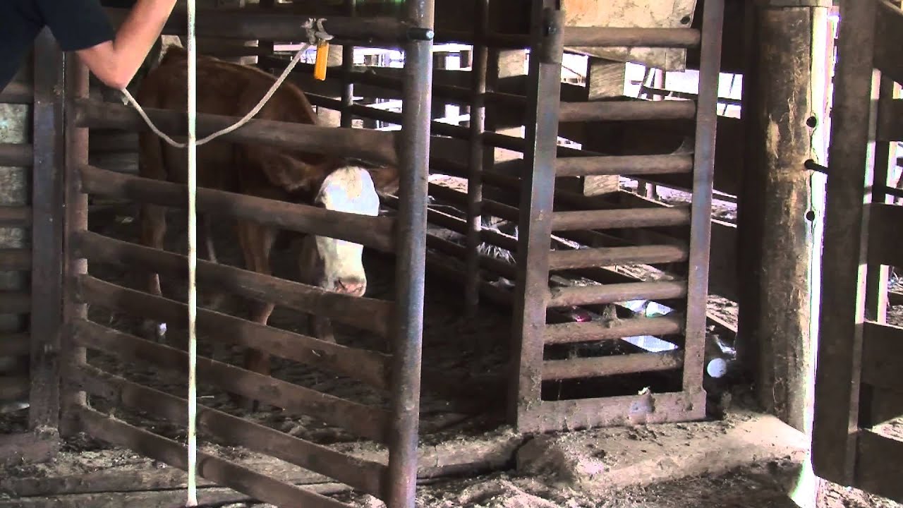 The Clinton Livestock Auction Hd Youtube