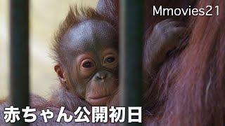 Bornean Orang-utan Baby ボルネオオランウータンの赤ちゃん公開初日