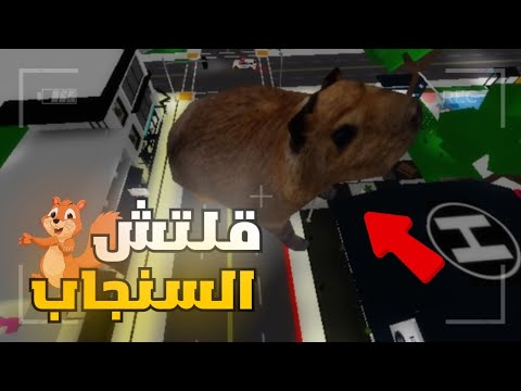 جربت قلتشات ماب البيوت "قلتش السنجاب العملاق 🐿" خربت ماب البيوت 😂🔥