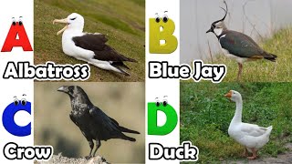 Alphabet Song with Birds | ABC Learning Video for Preschool Kids | Koko Study Class 2026