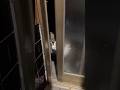 ポッチャリ猫が玄関扉にへばりついて主を待つ理由はやっぱりコレ？（11/27撮影動画）#外猫#去勢済み#ノアくん。お水は別の場所に置いてます👍